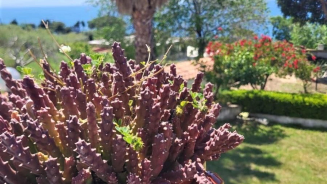 Photo of Outdoor in Coccorino