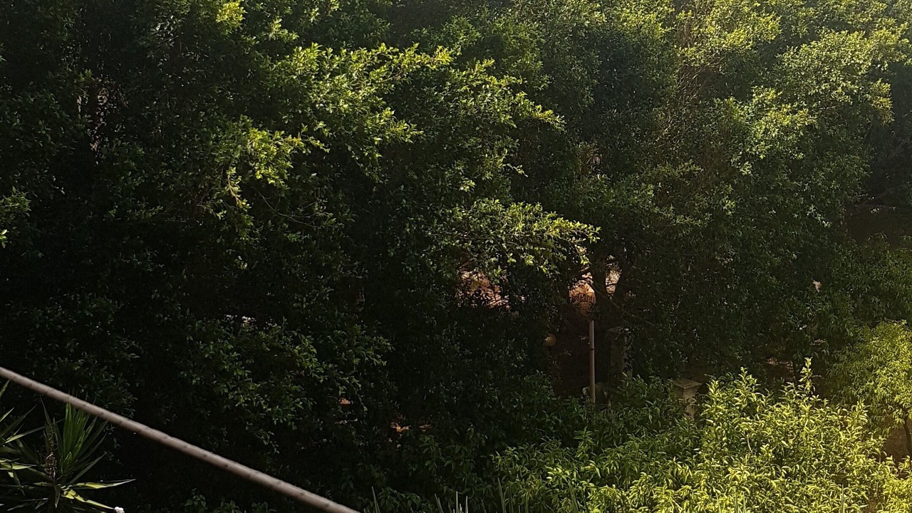 Photo of Outdoor in Casa Papa