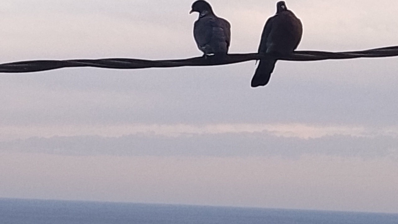 Photo of Others in Alassio