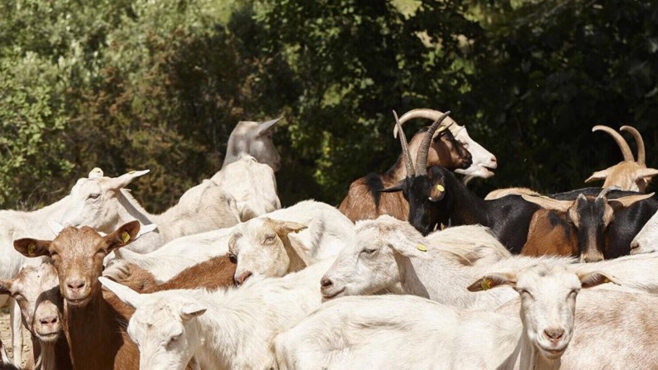 Photo of Others in Casal Velino