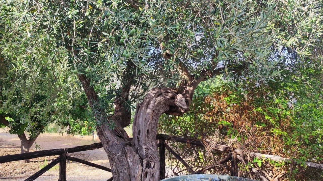 Photo of Outdoor in Collesano