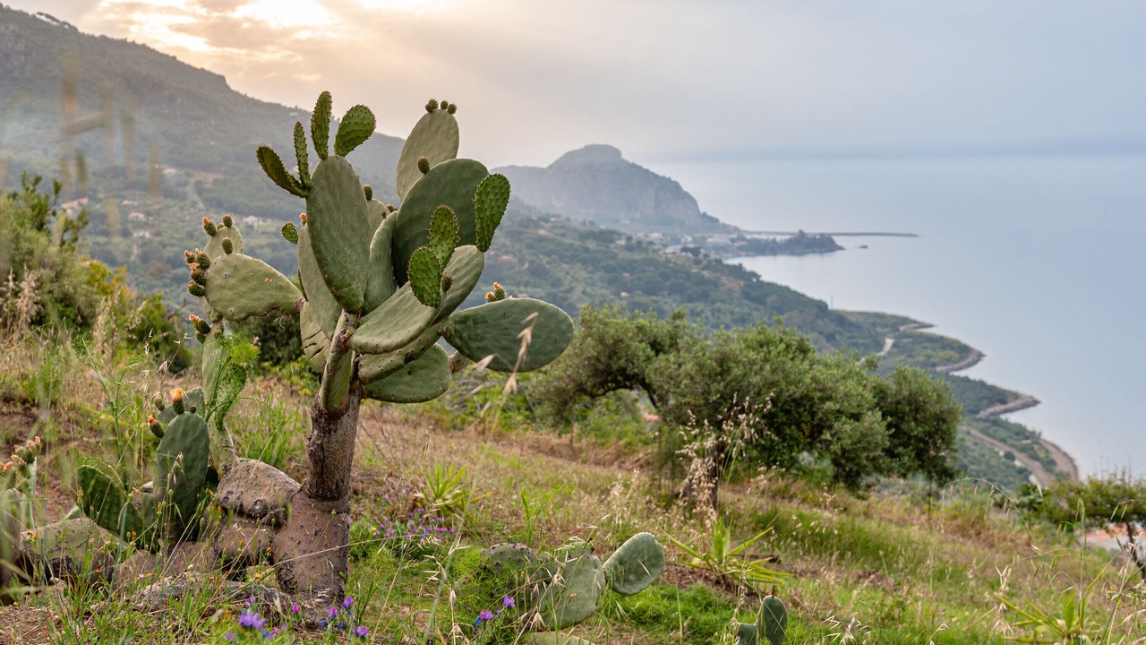 Photo of Others in Cefalu