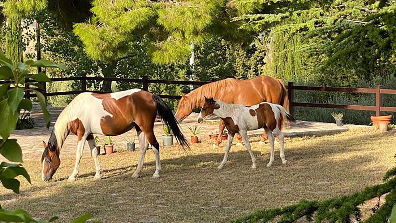 Photo of Others in Caccamo