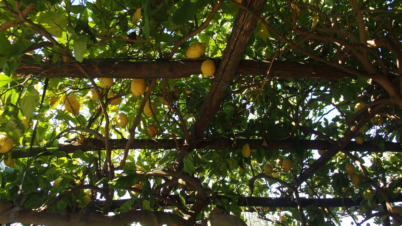 Photo of Outdoor in Pogerola