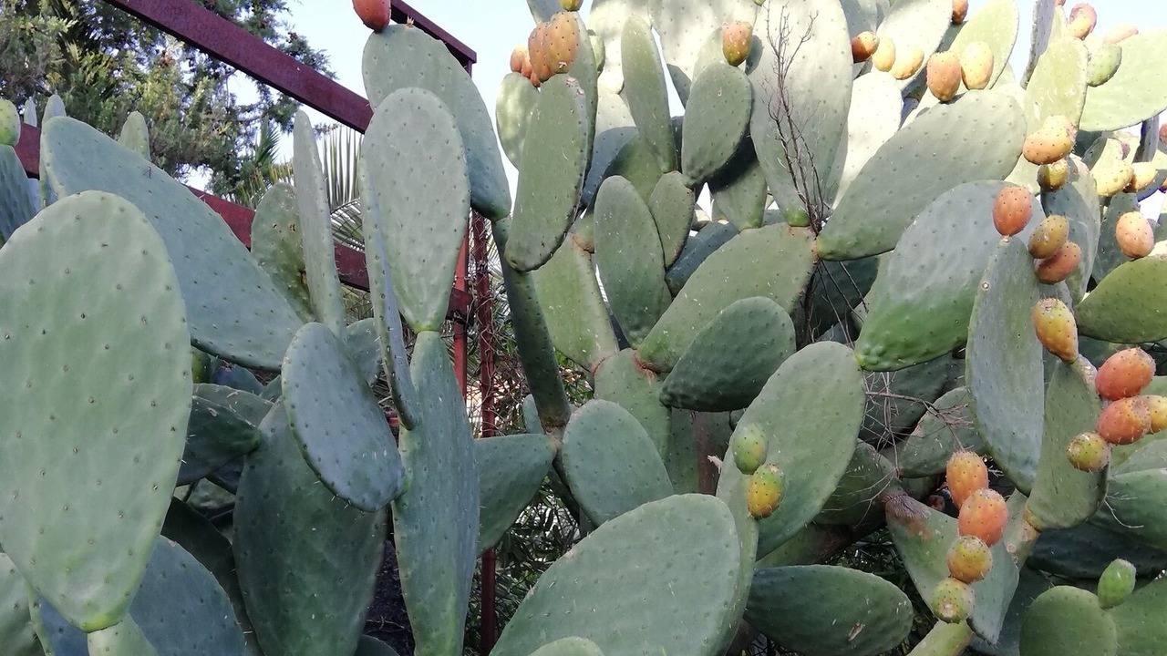 Photo of Outdoor in Mascalucia