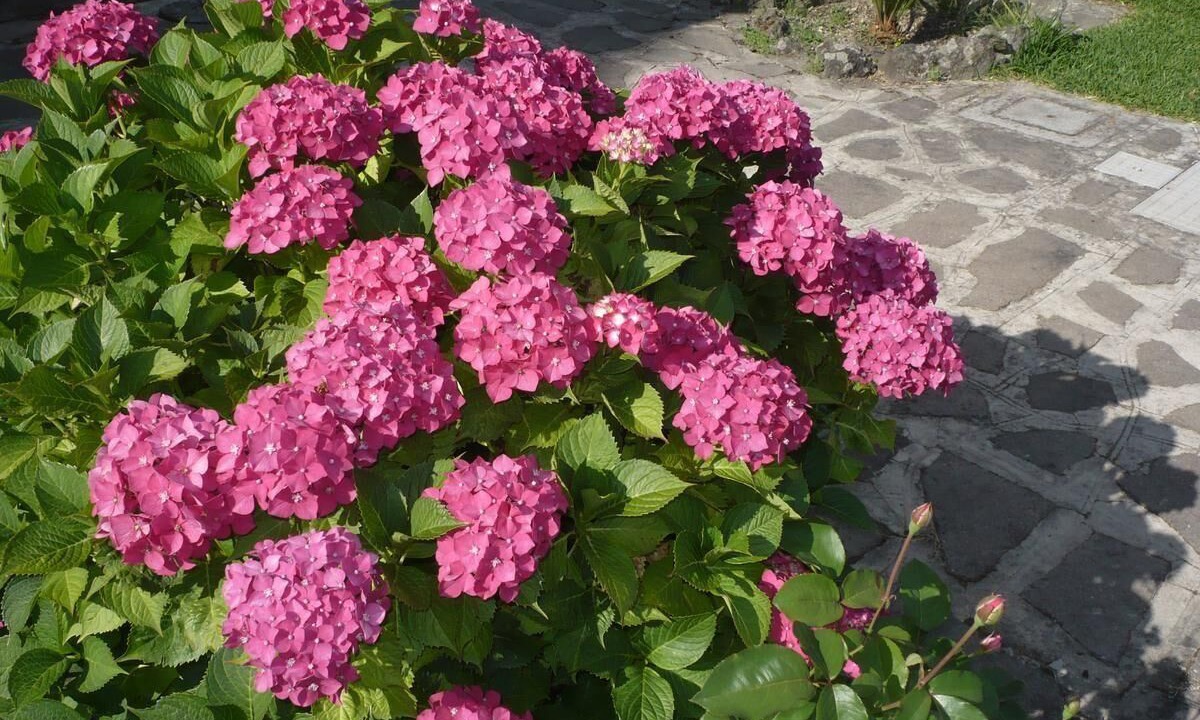 Photo of Outdoor in Barano d'Ischia