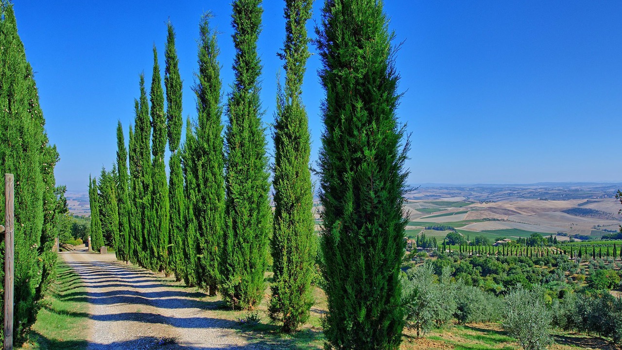 Photo of Others in Montalcino