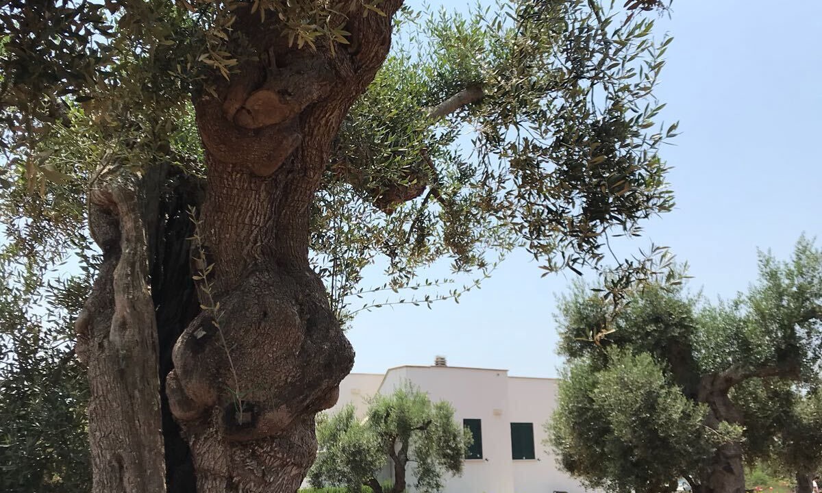 Photo of Outdoor in Patu