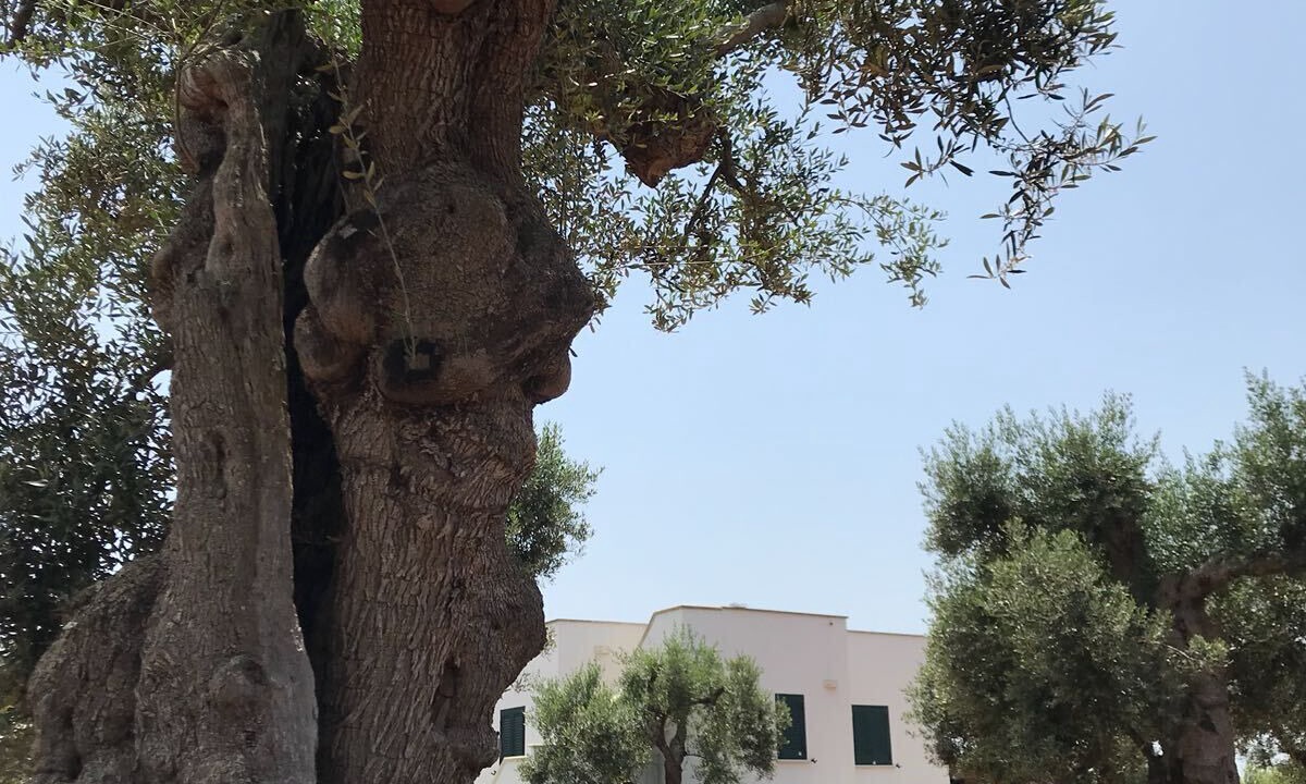 Photo of Outdoor in Patu