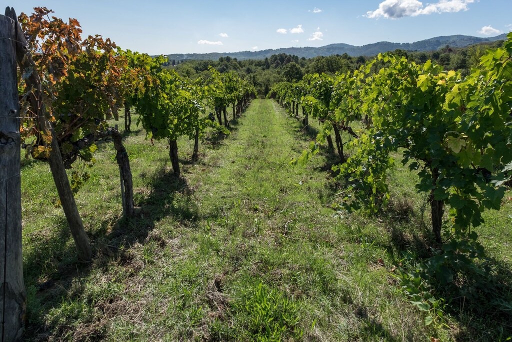 Photo of Outdoor in Cavriglia
