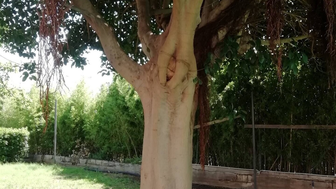 Photo of Outdoor in Calatabiano