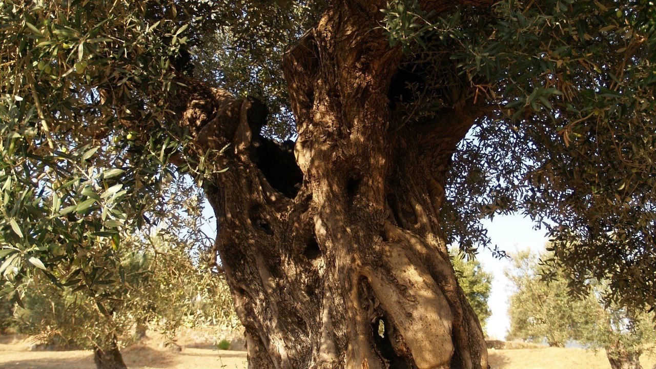Photo of Others in Badolato