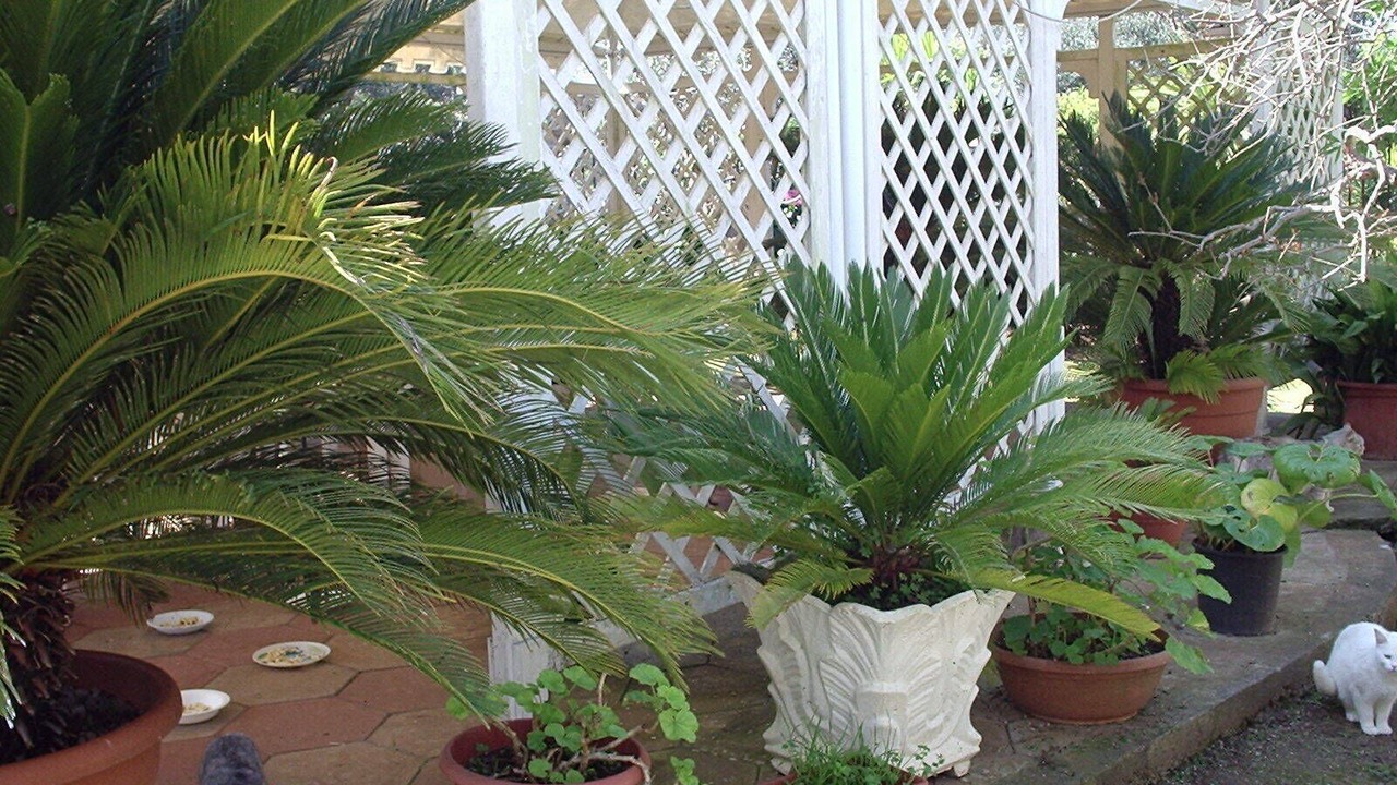 Photo of Outdoor in Cenate