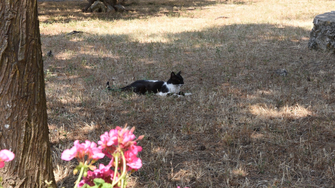 Photo of Others in Gioia del Colle