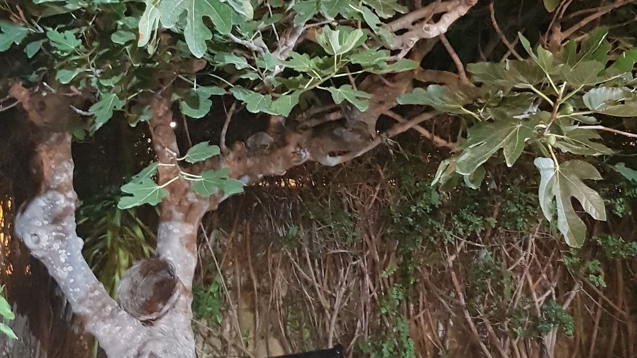 Photo of Outdoor in Arenella