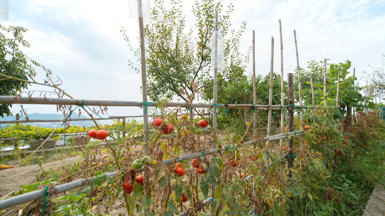 Photo of Outdoor in Serrara Fontana
