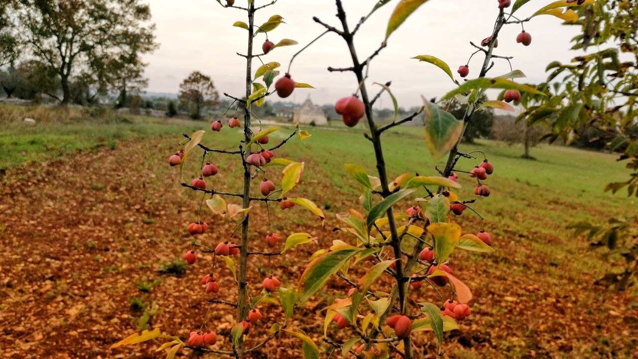 Photo of Outdoor in Cisternino
