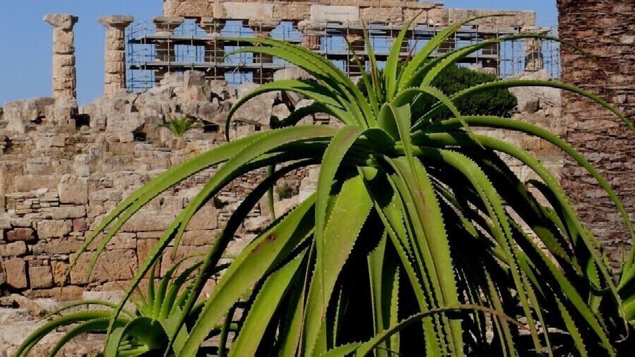 Photo of Outdoor in Marinella di Selinunte