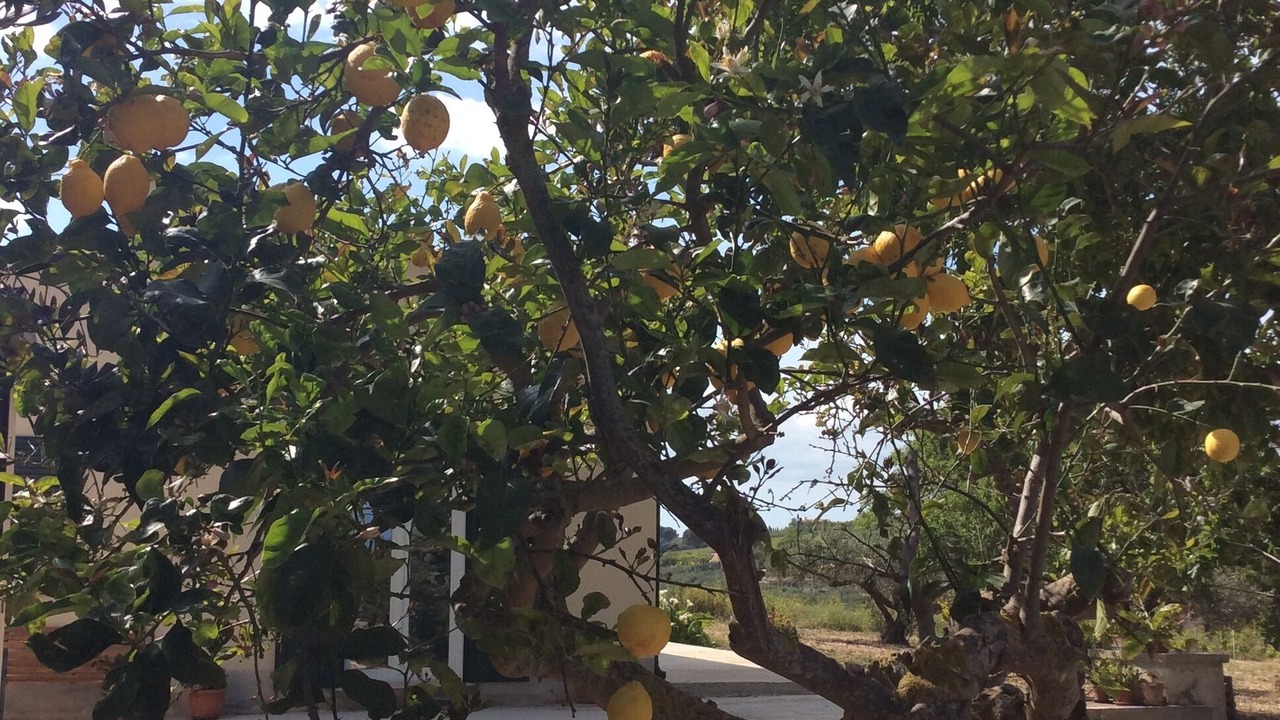 Photo of Outdoor in Santa Ninfa