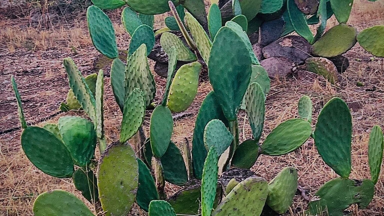 Photo of Outdoor in Carlentini