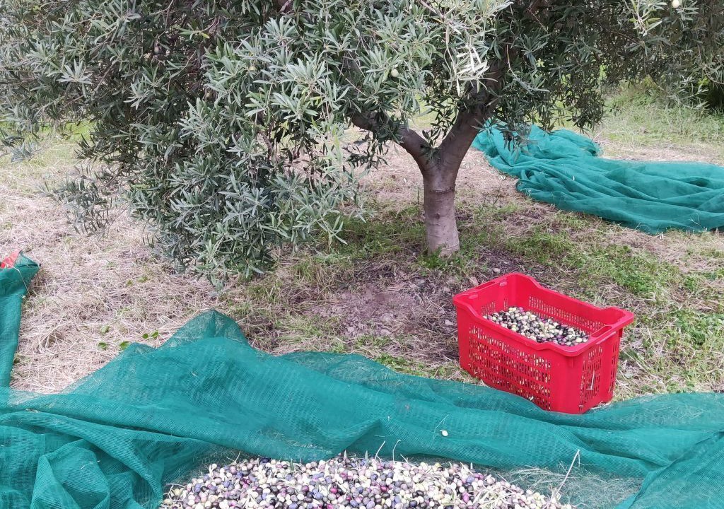 Photo of Outdoor in Gioiosa Marea