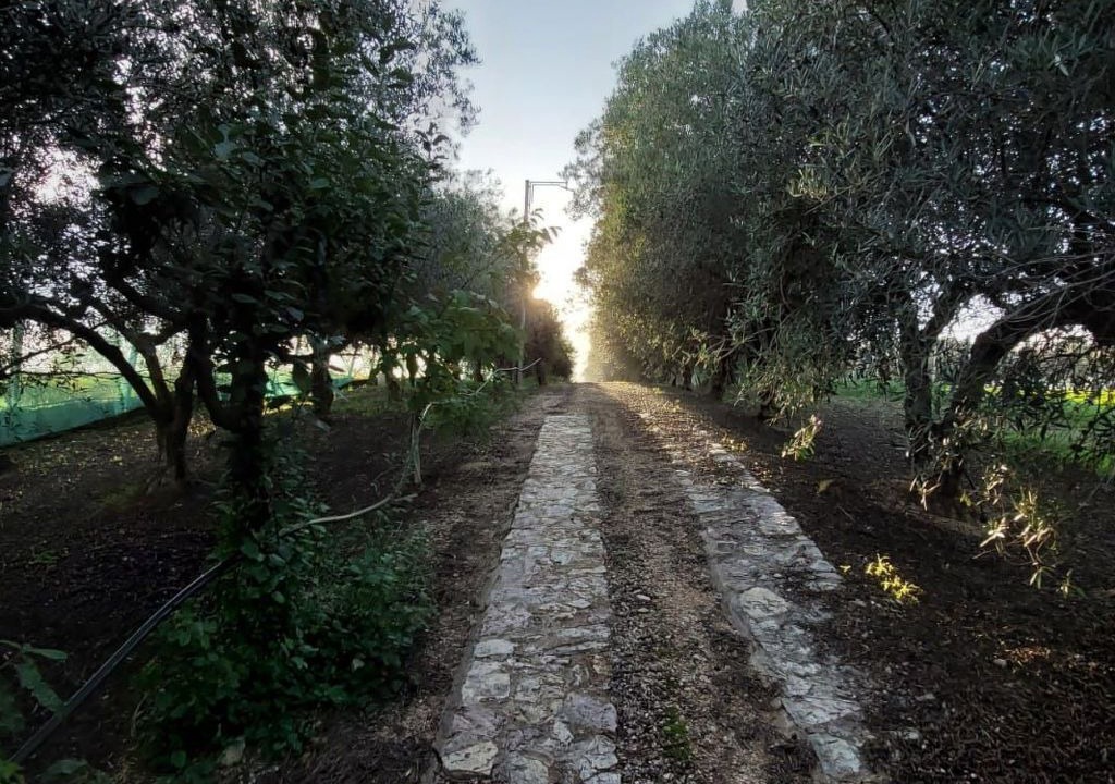 Photo of Others in Partinico
