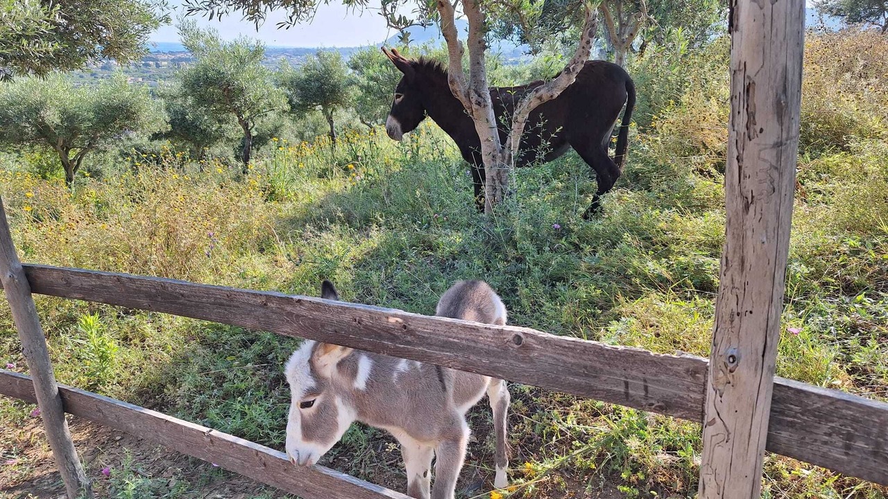 Photo of Others in Campofelice di Roccella
