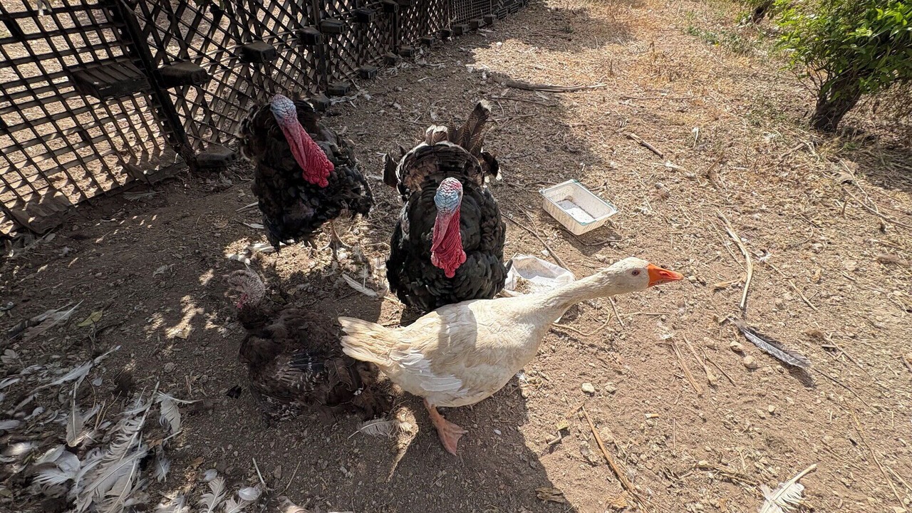 Photo of Others in Chiaramonte Gulfi