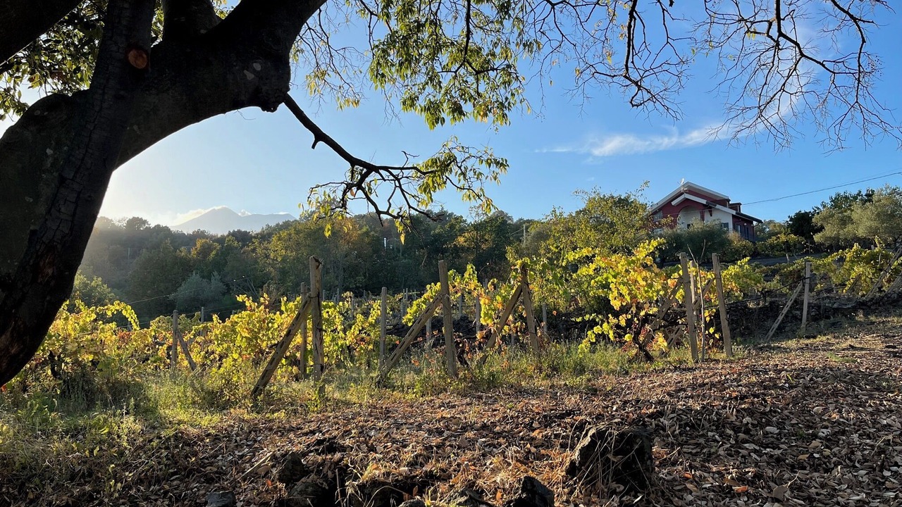 Photo of Outdoor in Mascali