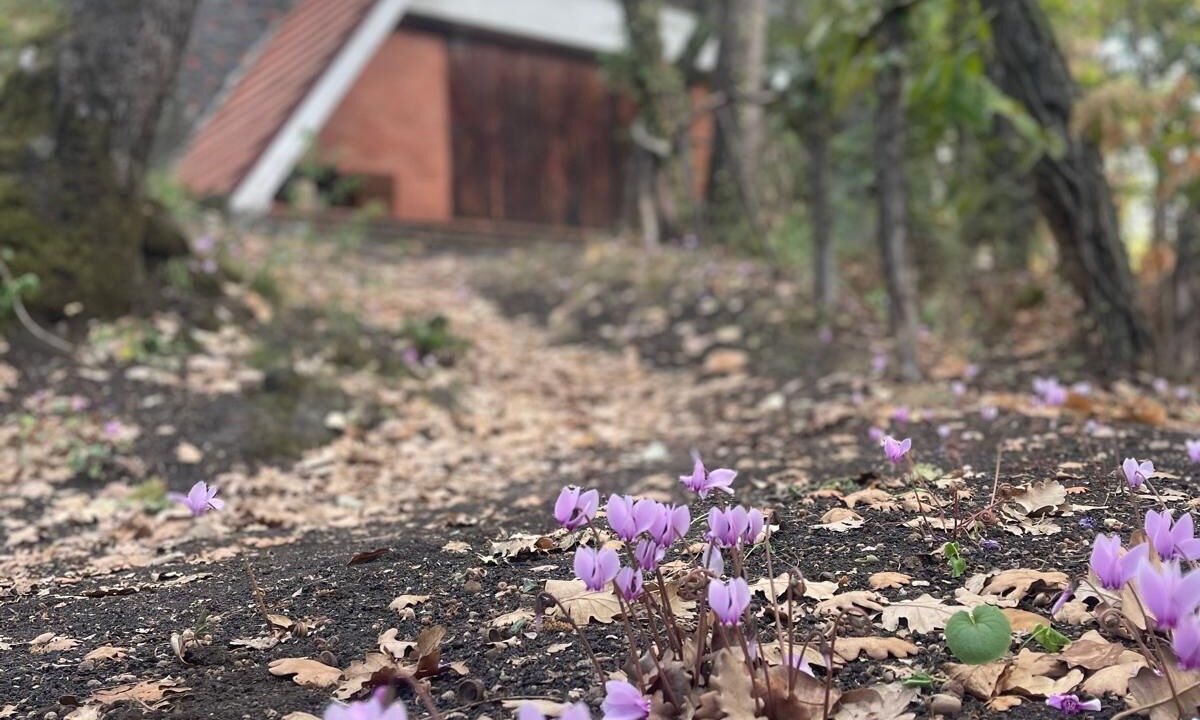 Photo of Outdoor in Pedara