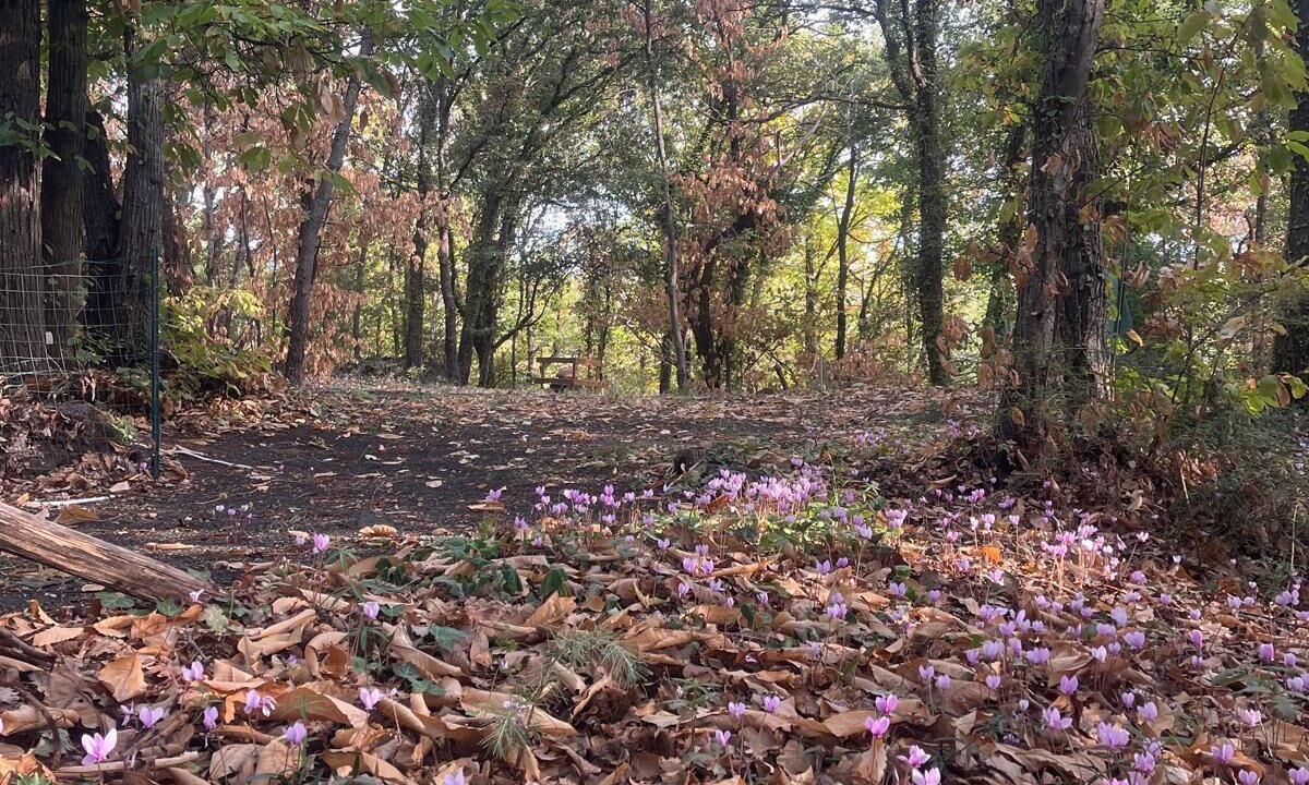 Photo of Outdoor in Pedara