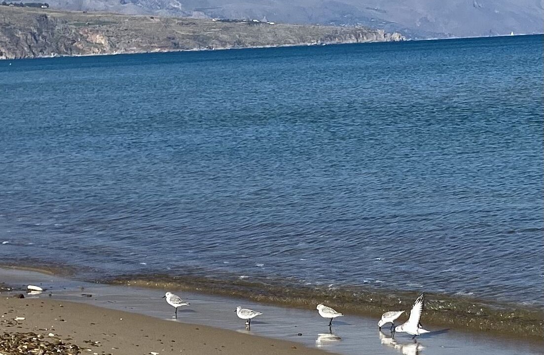 Photo of Others in Alcamo Marina
