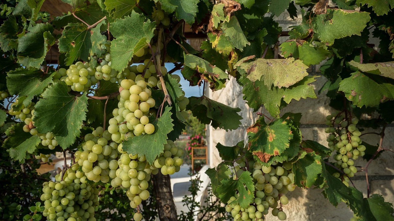 Photo of Outdoor in Menfi