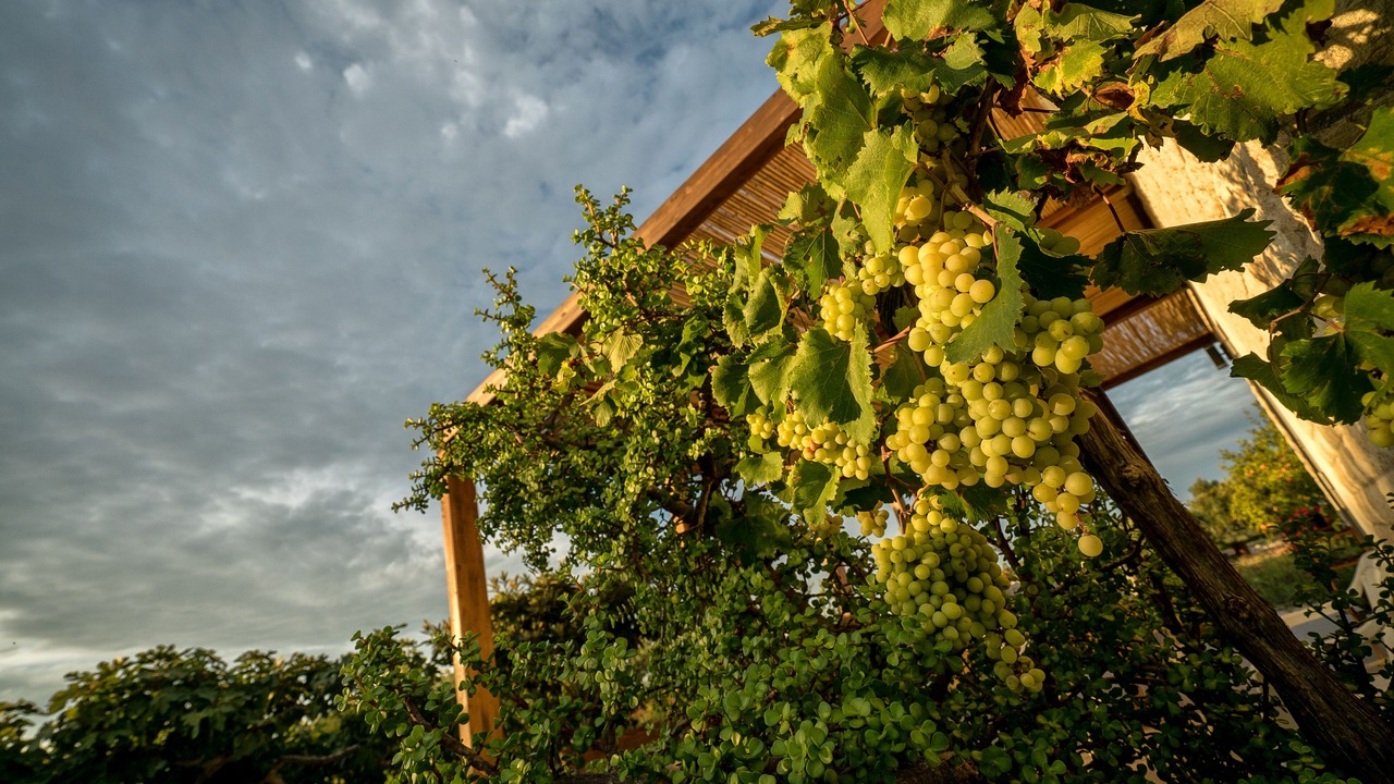 Photo of Outdoor in Menfi