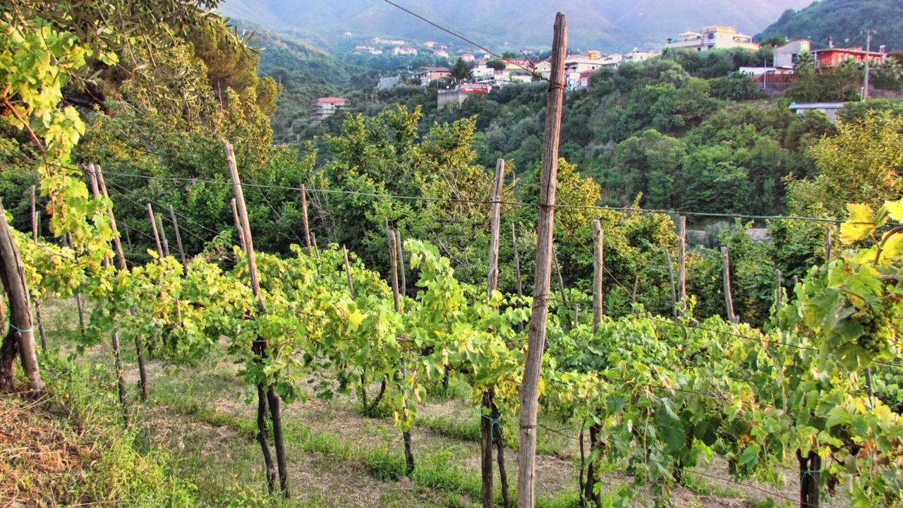 Photo of Outdoor in Gragnano