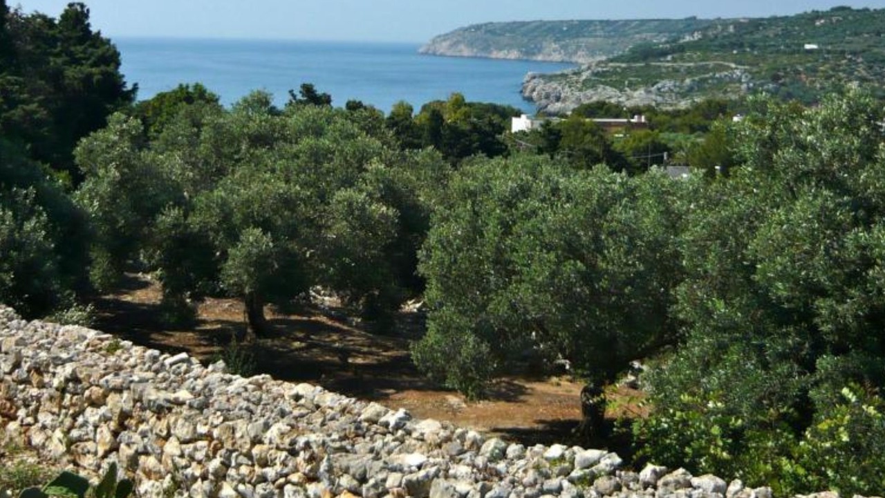 Photo of Others in Marina di Novaglie