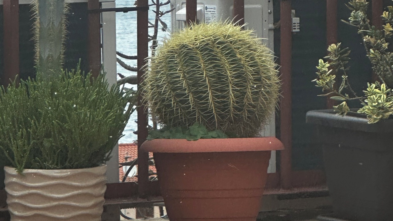 Photo of Outdoor in Scilla