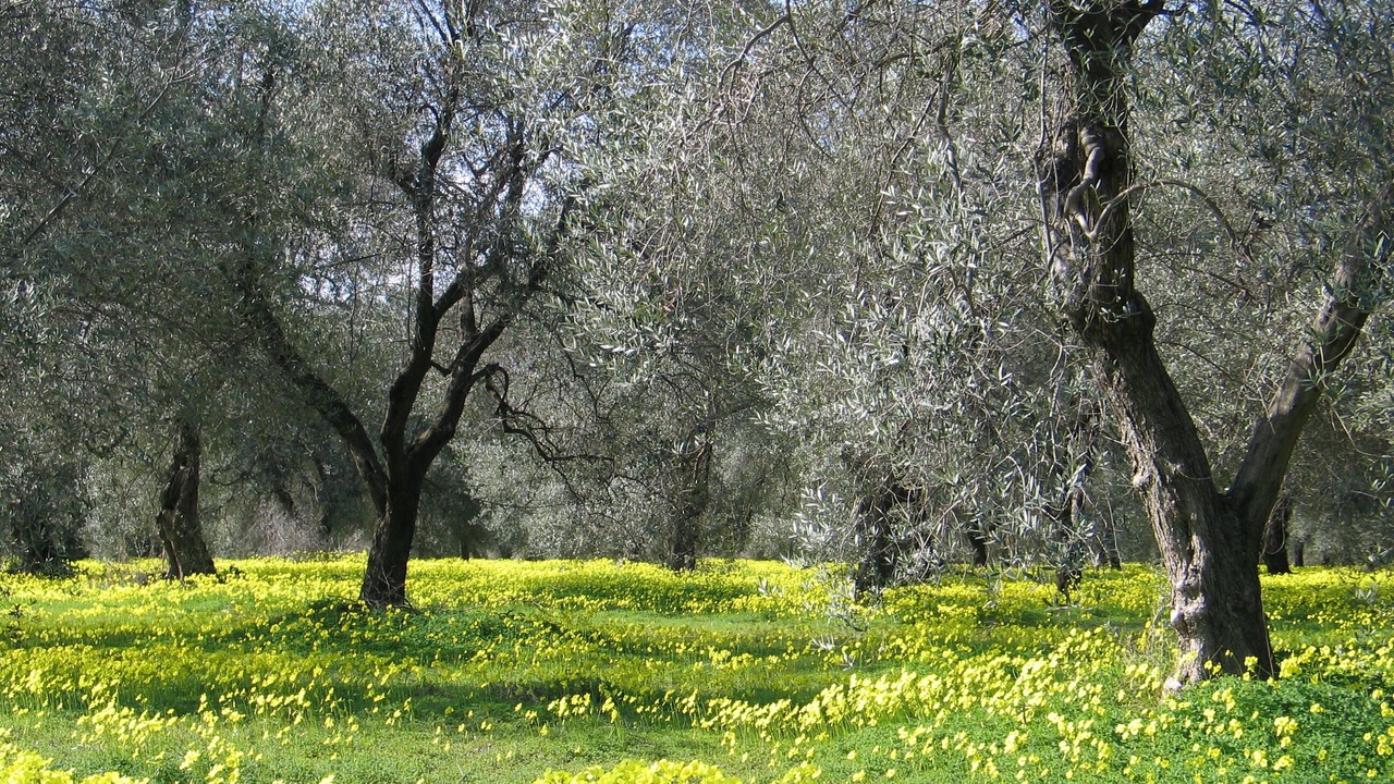 Photo of Others in Mirto
