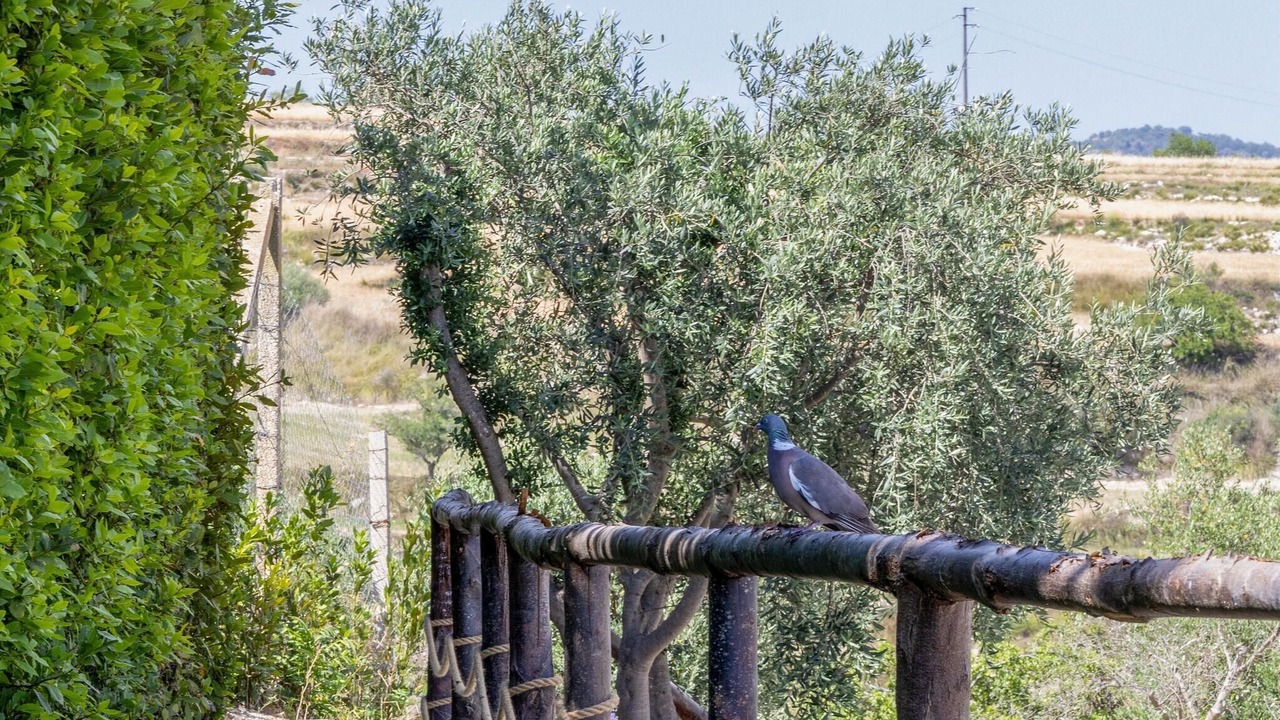 Photo of Others in Giarratana
