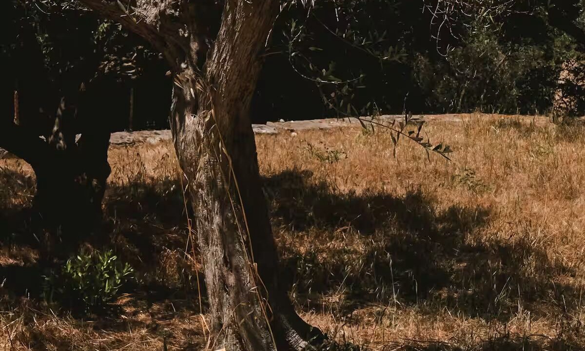 Photo of Outdoor in Valderice