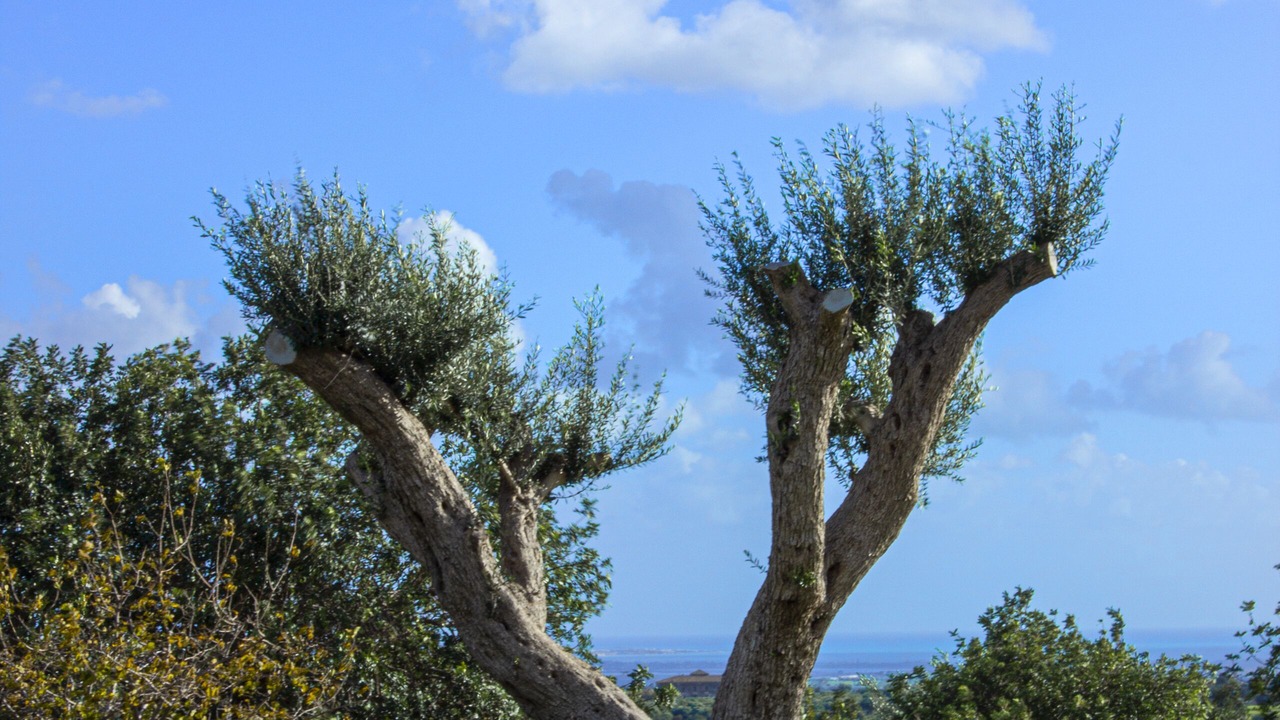 Photo of Outdoor in Rosolini