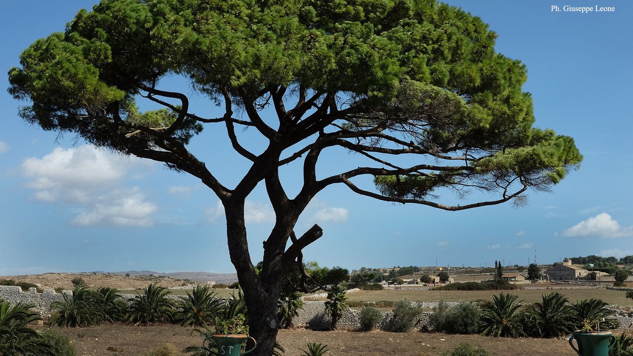 Photo of Others in Ragusa