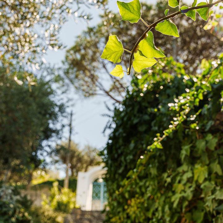 Photo of Others in Anacapri