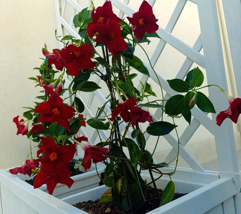 Photo of Patio Balcony in Avola