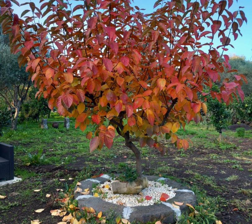 Photo of Others in Piedimonte Etneo
