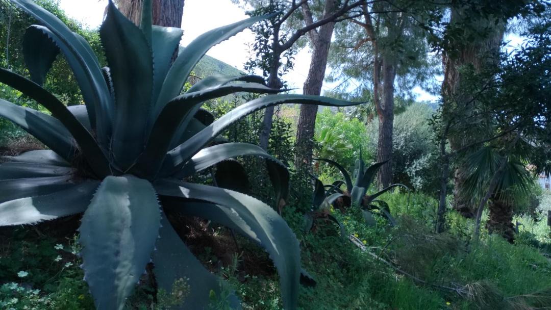 Photo of Outdoor in Cefalu