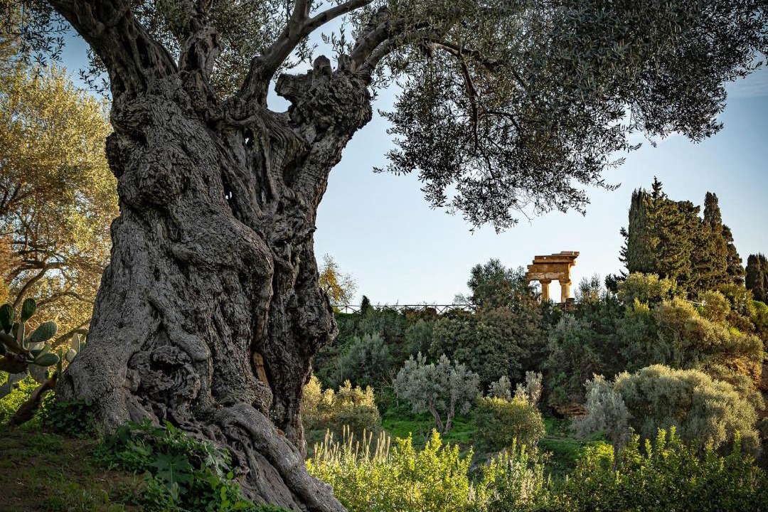 Photo of Others in Agrigento