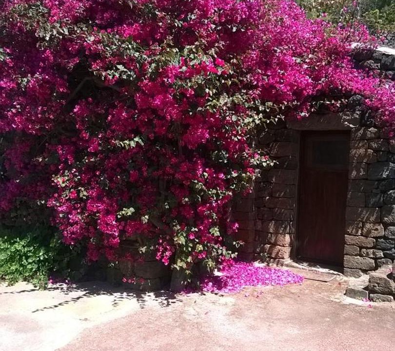 Photo of Others in Pantelleria