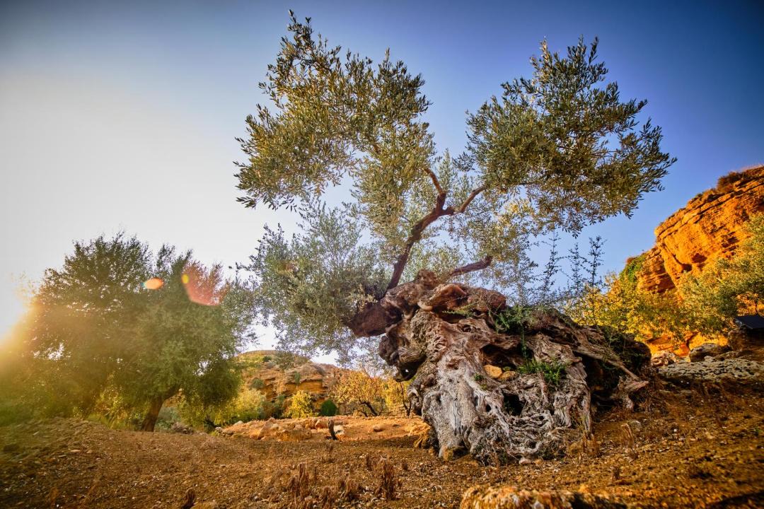 Photo of Others in Agrigento