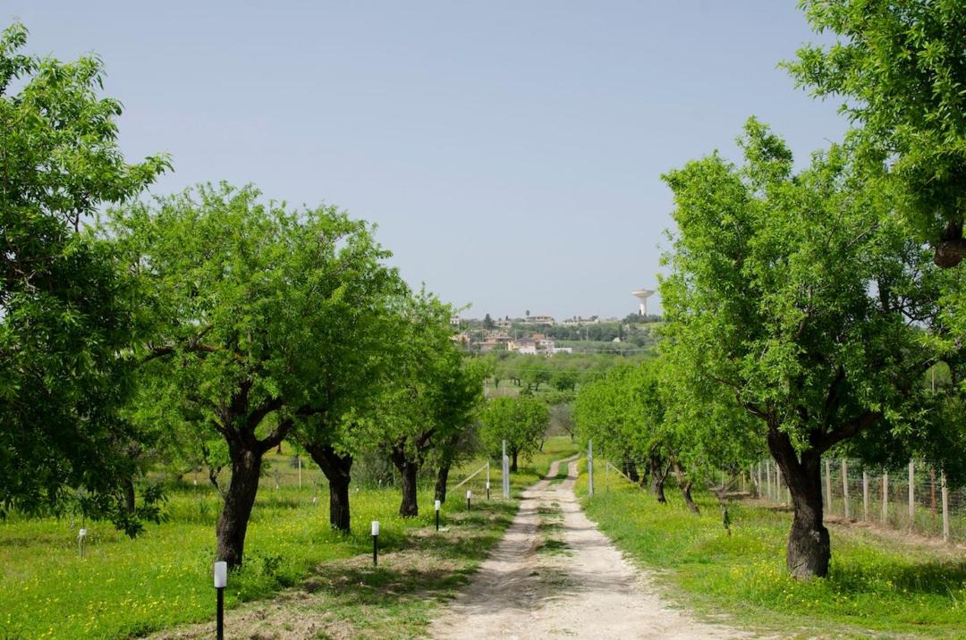 Photo of Others in Noto
